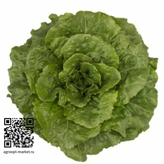 Тацитус семена салата ромэн Rijk Zwaan культура – фото 1