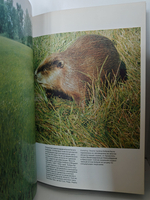 Мещерская сторона. Фотографии Вадима Гиппенрейтера