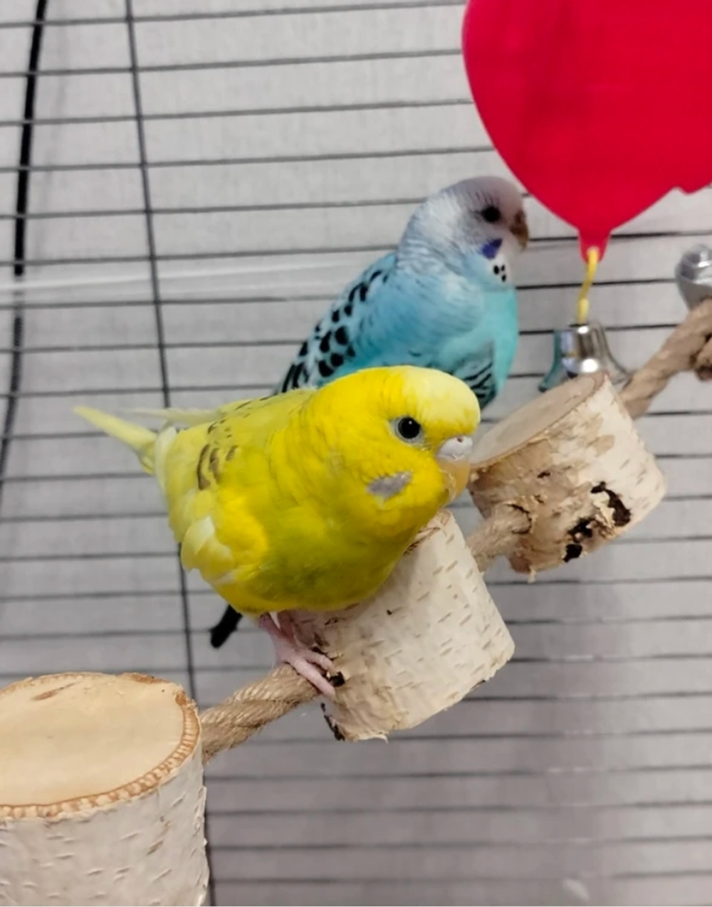 Лесенка тропинка для птиц и грызунов