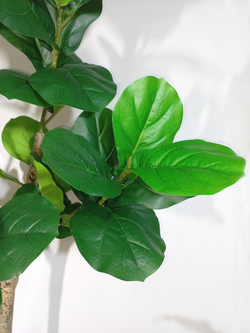 Искусственное растение разборное Фикус Лирата 180см в кашпо