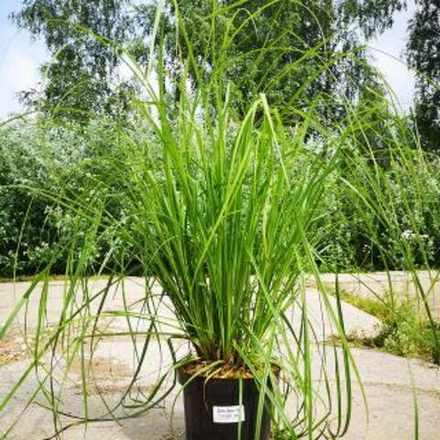 Осока Арнелла. Carex arnellii.