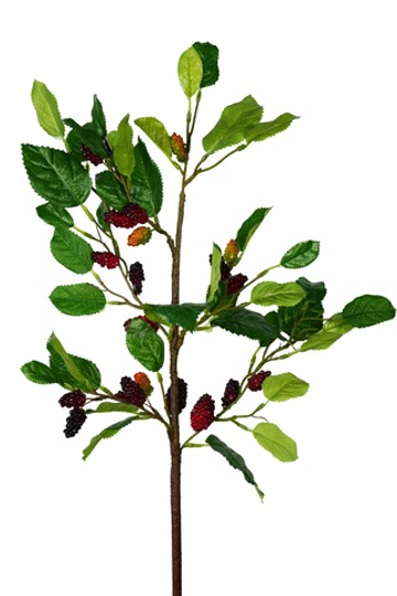 Ветка шелковицы