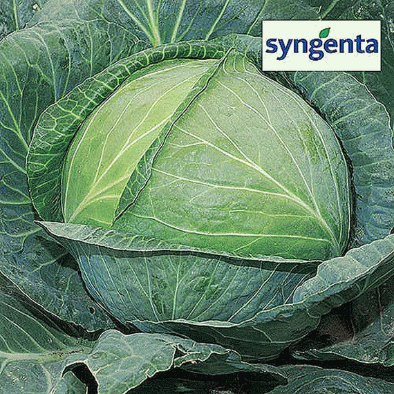 АГРЕССОР F1 семена капусты белокочанной Syngenta купить – фото 4