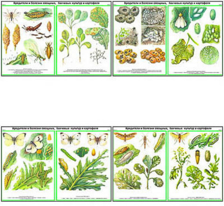Плакаты ПРОФТЕХ "Вредит., болезни овощн., бахчев., картоф. культ." Часть 1 (22 пл, винил, 70х100)
