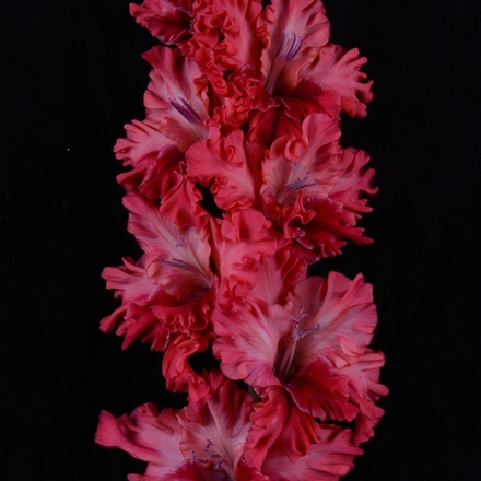 Гладиолус крупноцветковый Бальзам на Душу