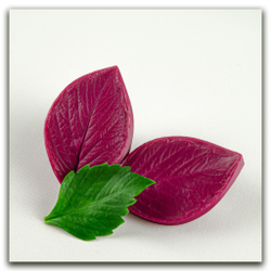 Лист георгина. Набор 2