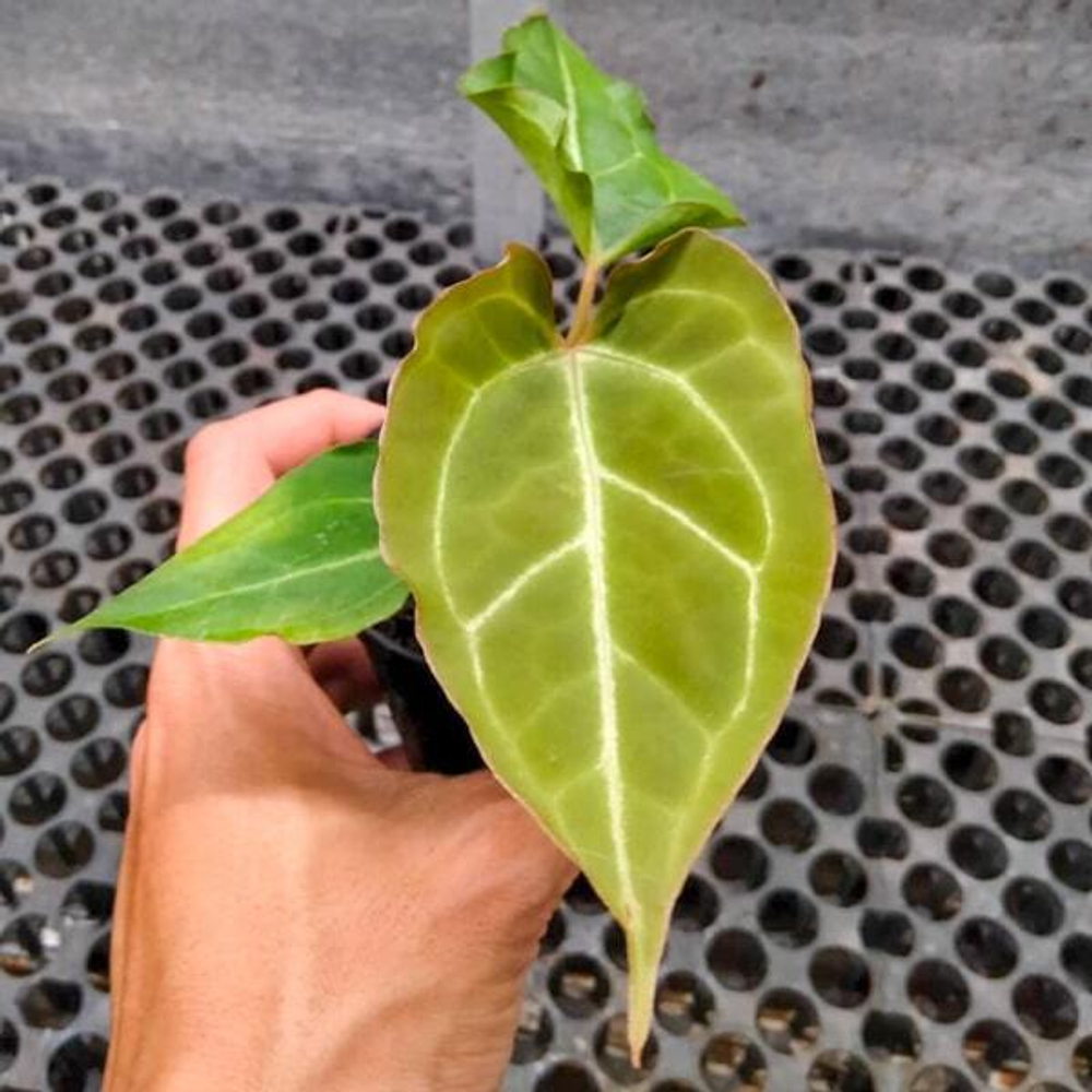 Антуриум BVIT x MUCHLIS