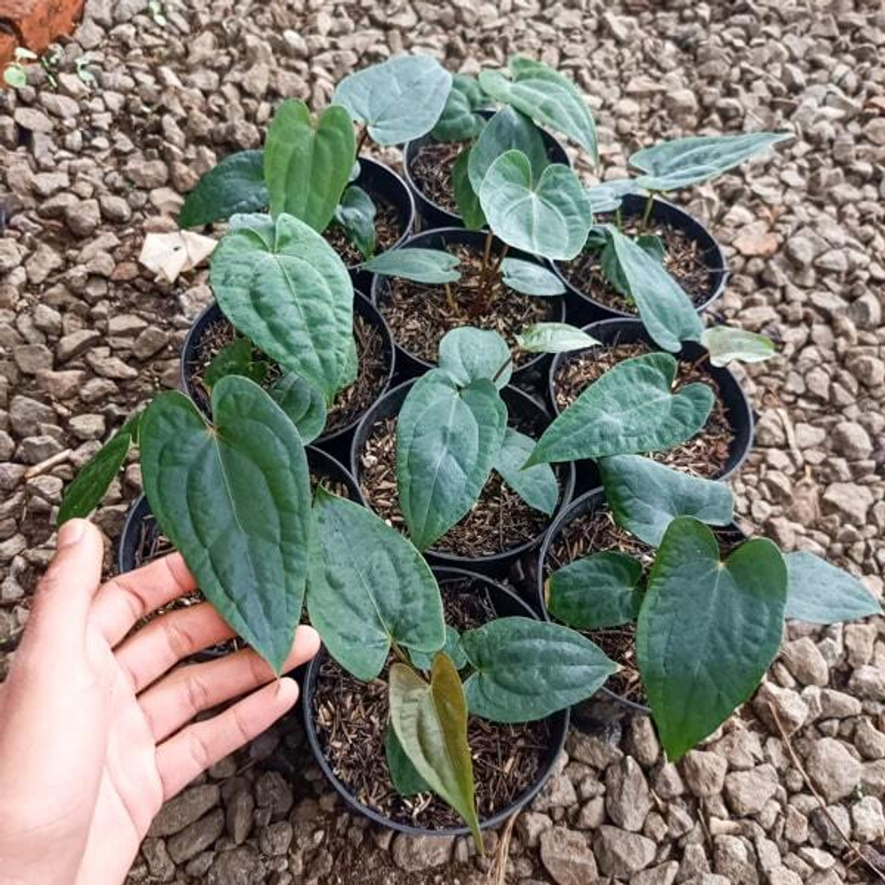 Антуриум STICKY x RVDP