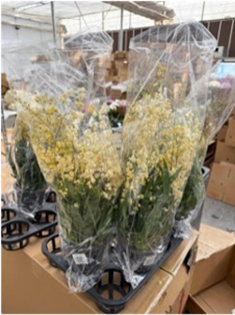 Онцидиум микс д.9