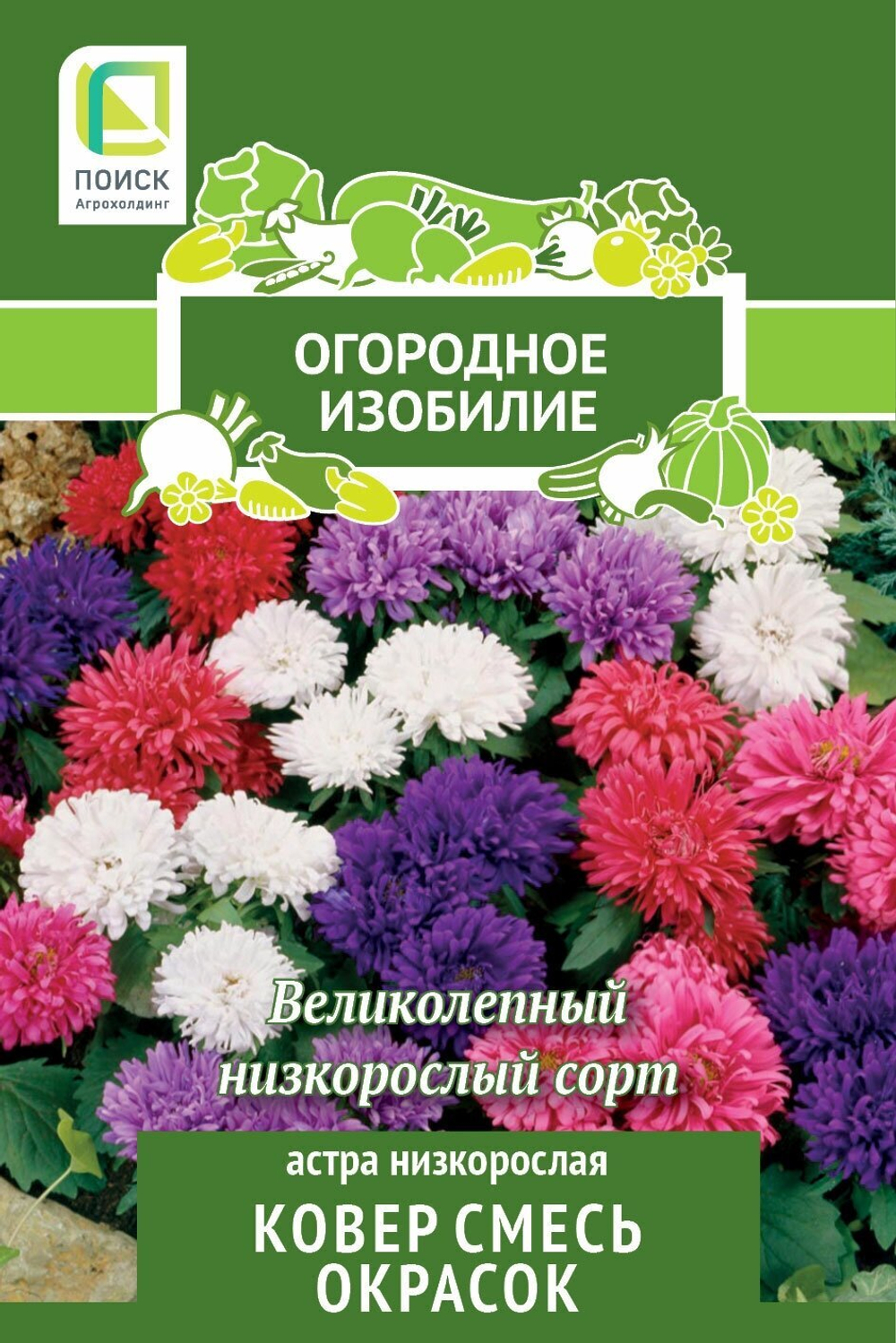 Астра Ковер см нискорослая