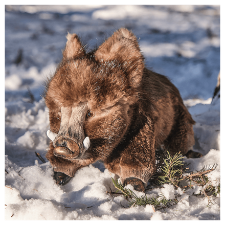 Мягкая игрушка из меха «Кабанчик»