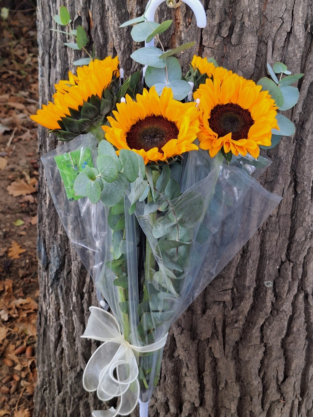 Подсолнухи в зонтике