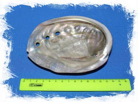 Галиотис Руфескенс полированный, 11-14см, 1шт