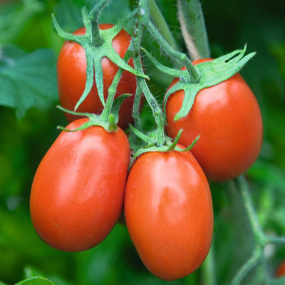 Торквей F1 семена томата детерминантного (Bejo / Бейо)