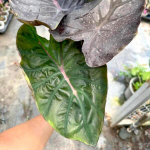 Колоказия JUBILEE