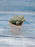 Pachyveria sp. (Пахиверия)