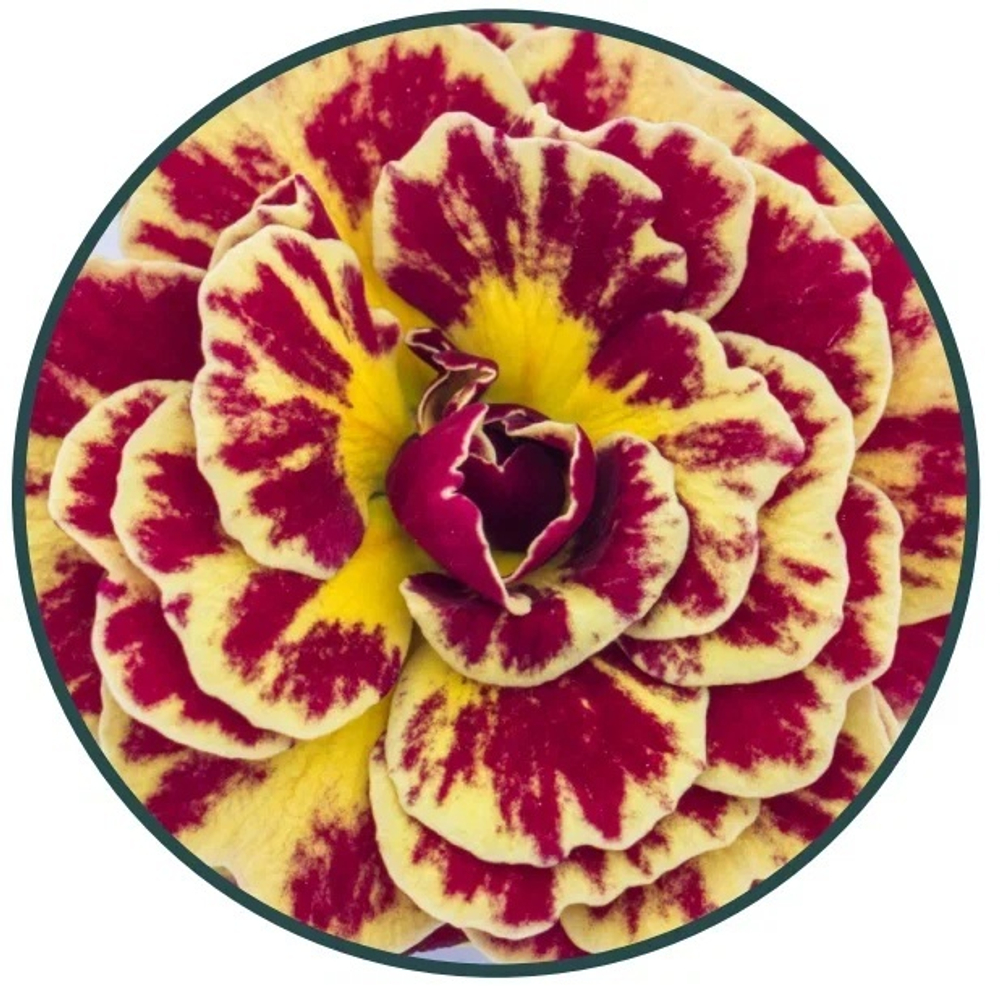 Примула элатиор Polyanna Persian Weave рассада конт 0,5л только самовывоз ВЕСНА 25