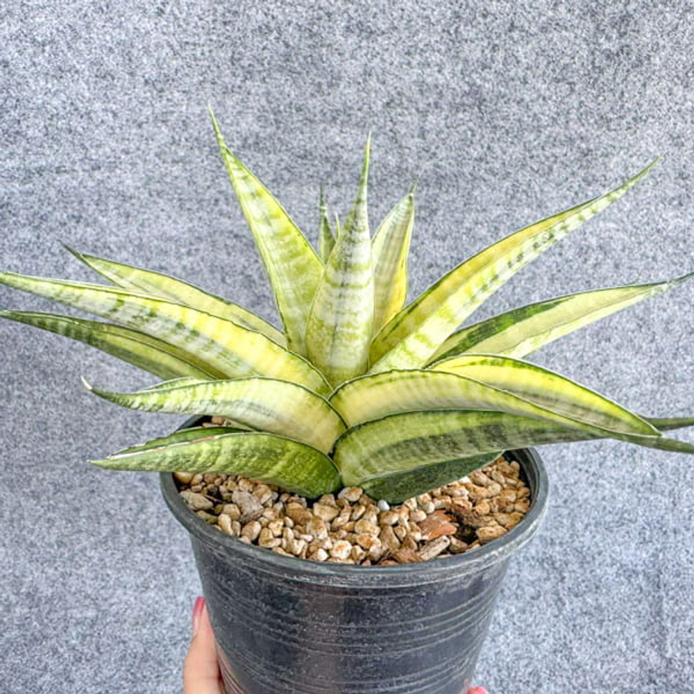 Сансевиерия CHAIYO VAR