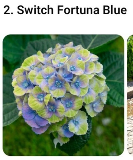 Свитч Фортуна блю (Switch Fortuna Blue) р9 июнь-август 2026 г.