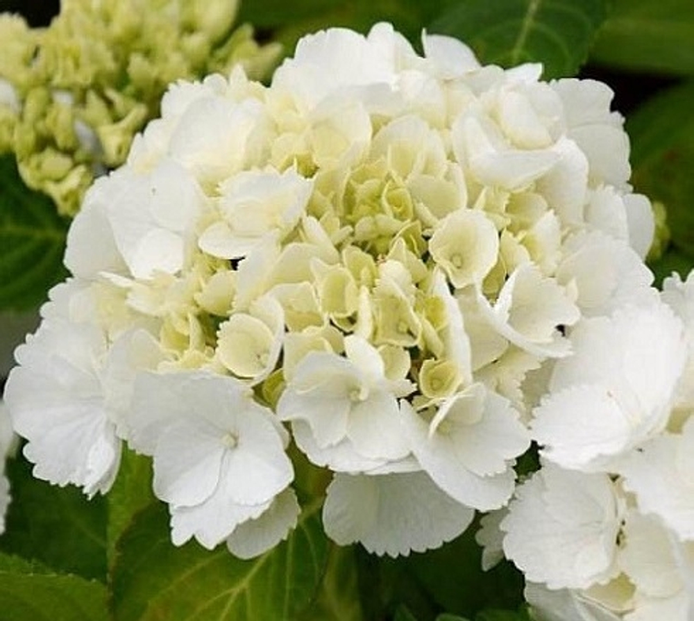 Shakira/ Шакира( Стандарт поставки Р9)2025г.