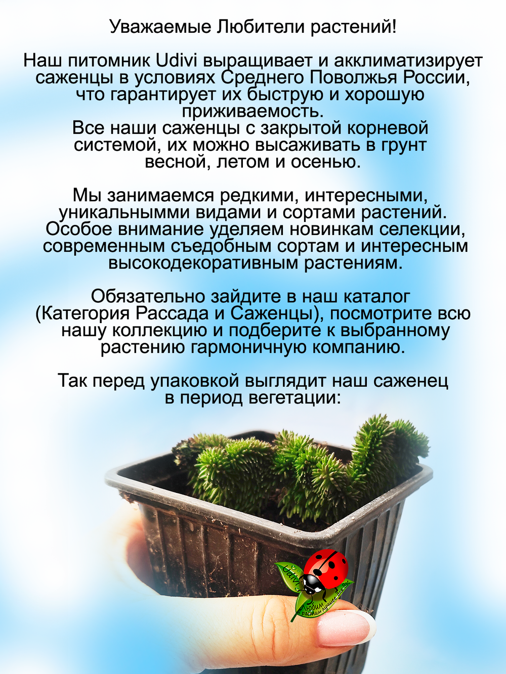 Седум Петушиный гребень Кристатум очиток