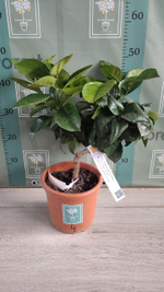 C. sinensis “Sanguinello moscato nucellare”
