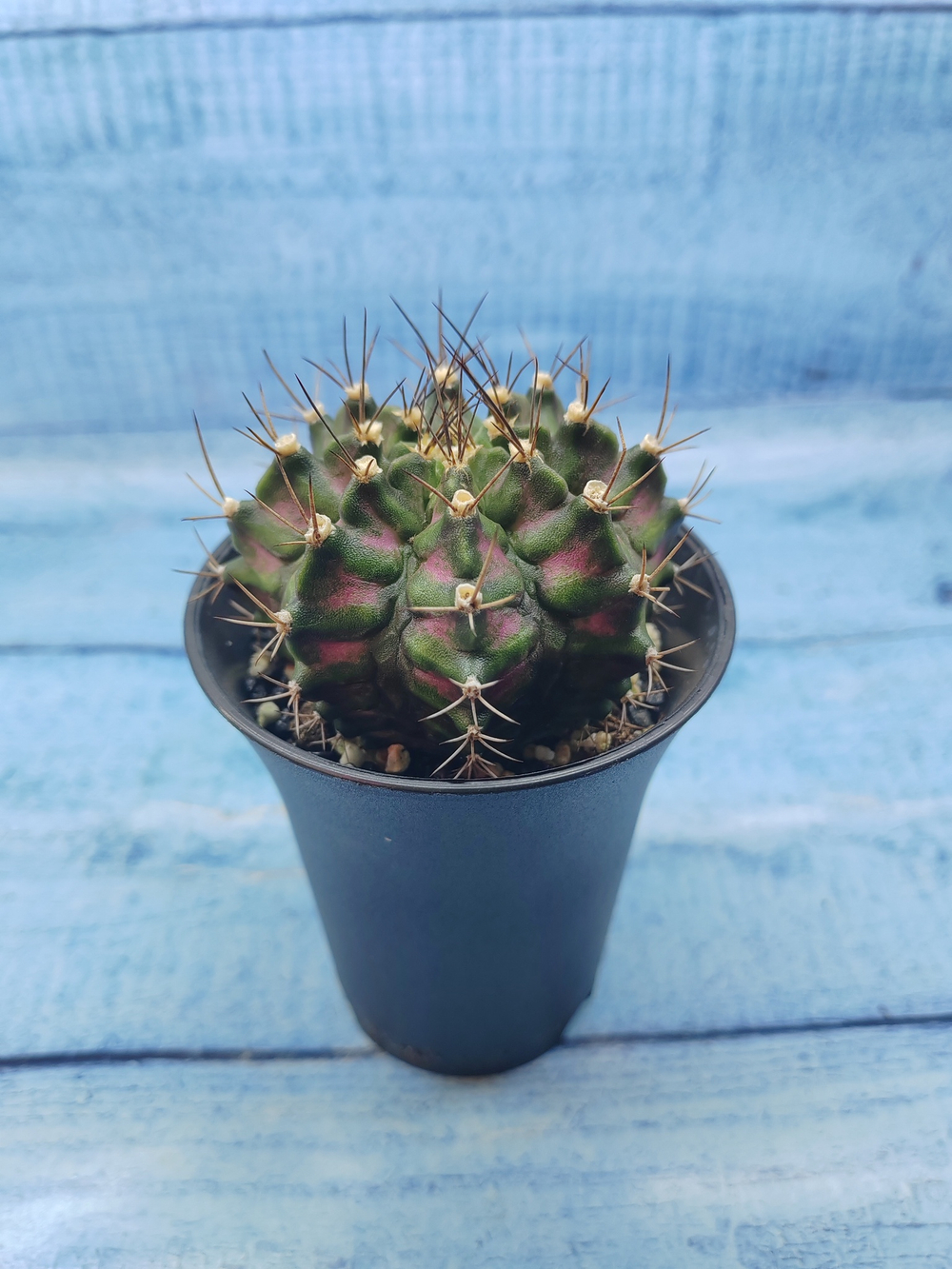 Gymnocalycium T-Rex Pink hybride (Гимнокалициум T-rex)