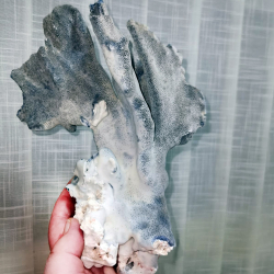 Коралл натуральный синий 780гр.