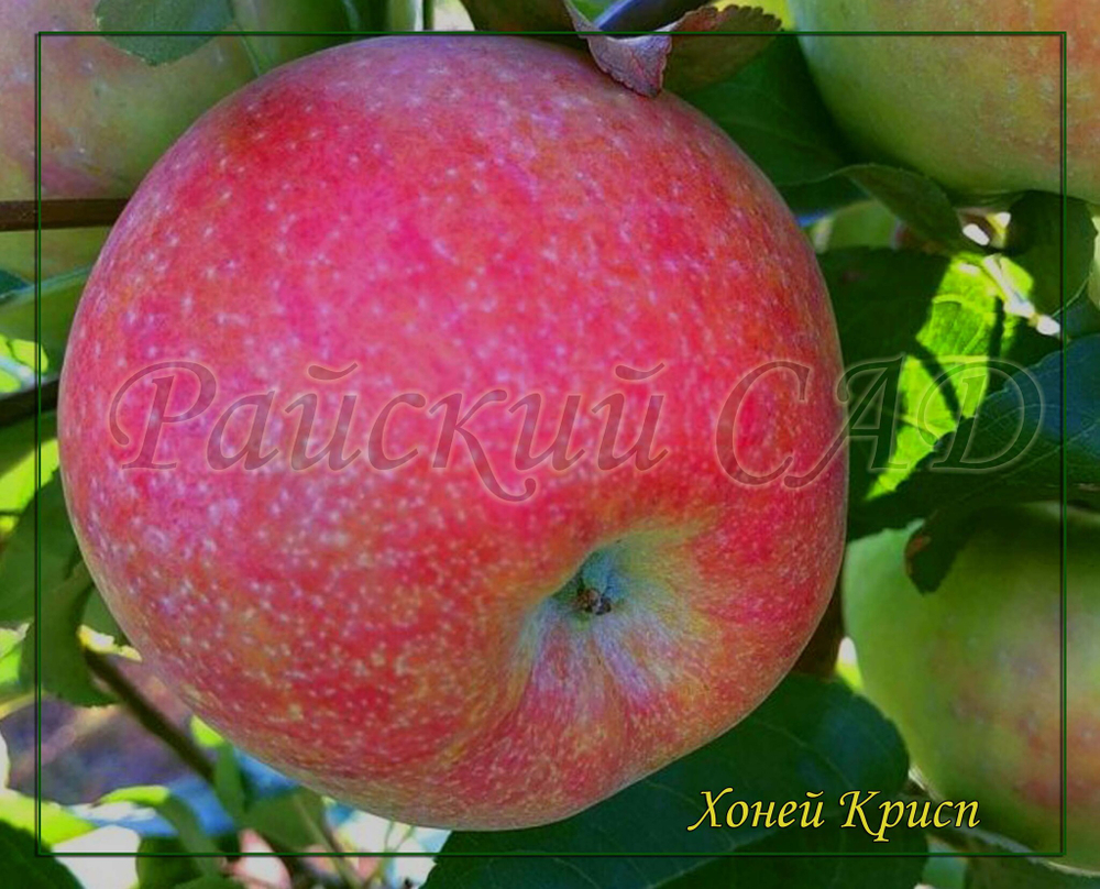 Яблоня Хоней Крисп, Хани Крисп (Honeycrisp)