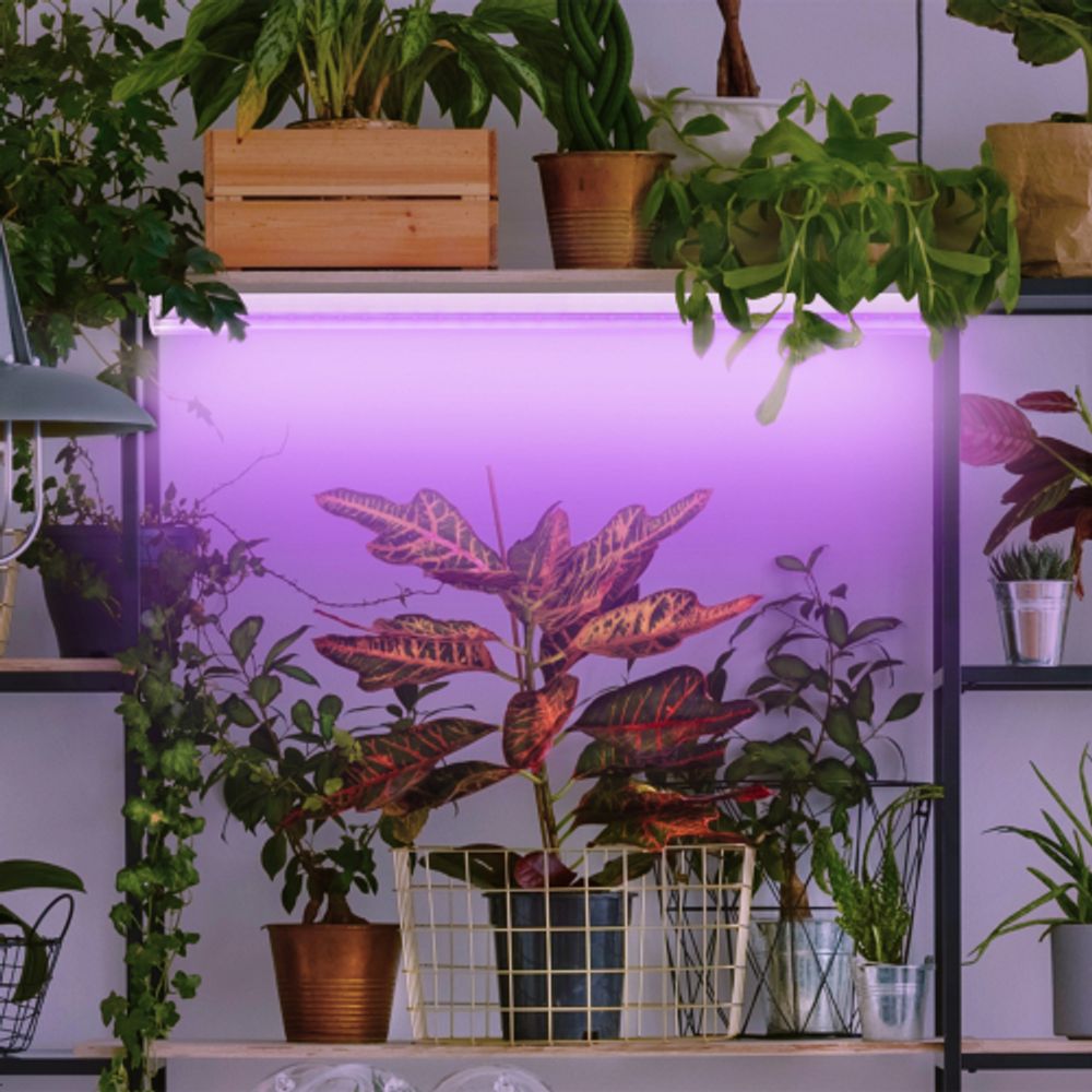 Фитолампа для растений светодиодная ЭРА FITO-18W-RB-Т8-G13-NL и мясных прилавков 18 Вт Т8 G13 красно-синего спектра