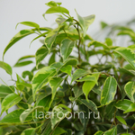 Фикус бенжамина Кинки 12/30