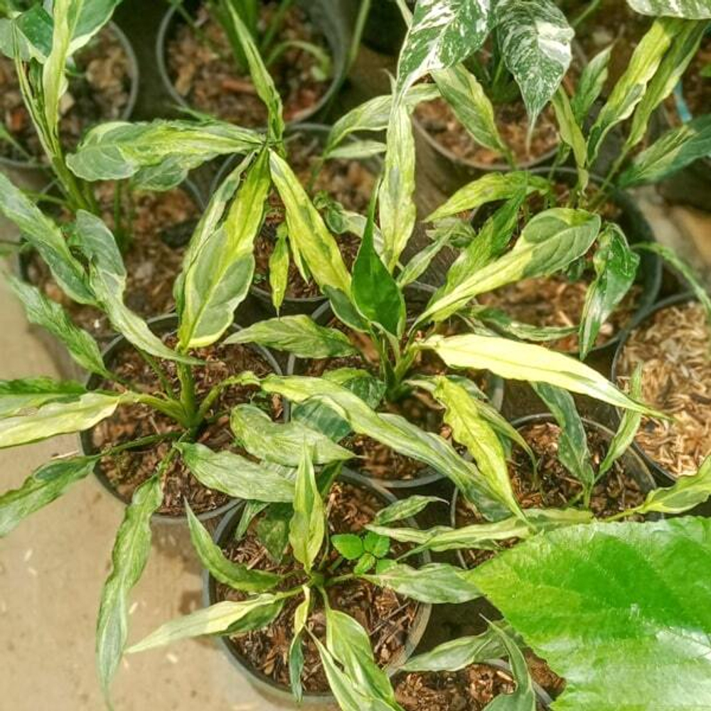 Спатифиллум NARROW