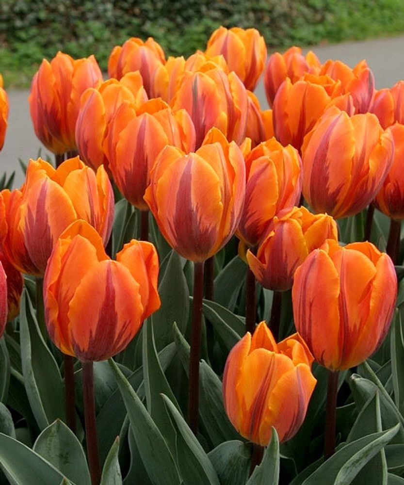 Тюльпан Принцесса Ирен Закупка М78 сентябрь 2026