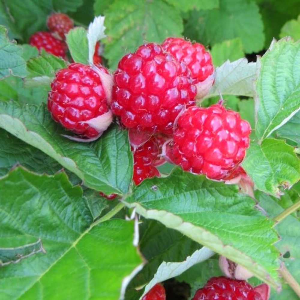 Малино-ежевичный гибрид Рэд Даймонд