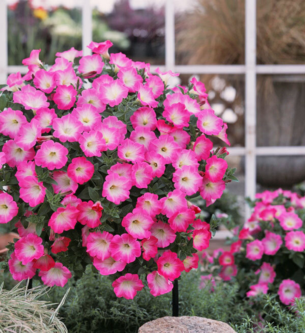 Петуния ампельная Опера Пинк Морн F1 (50др) Витагрин Профи