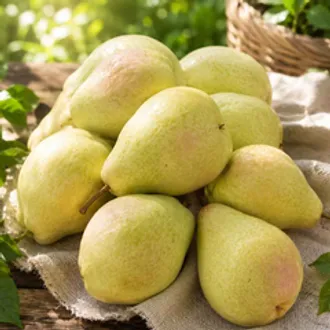 Груша свежая (Аргентина) / 500 гр