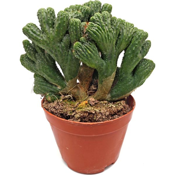 Цереус Репандус монстроза