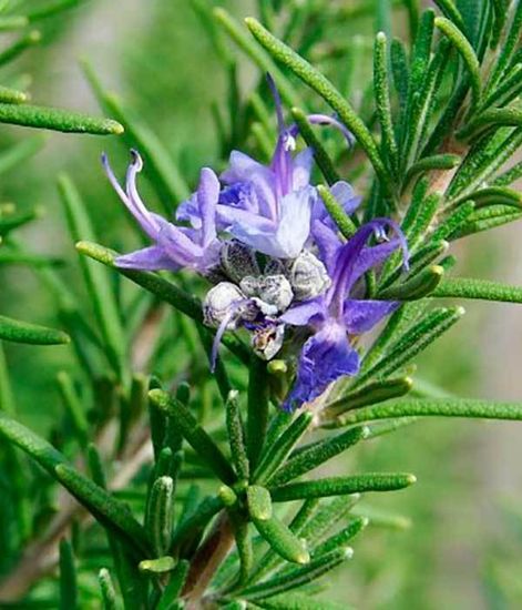 Ароматический диффузор Лавровые цветы, Bago home