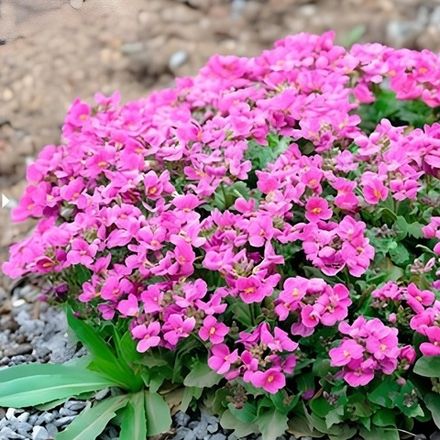 Арабис альпийский, розовый