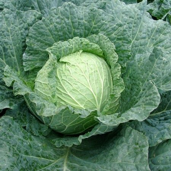 Эстрема F1 семена капусты савойской – фото 4
