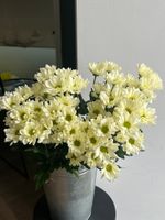 Хризантема в кремовом оттенке