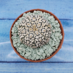 Astrophytum Asterias "Super Kabuto" (Астрофитум)