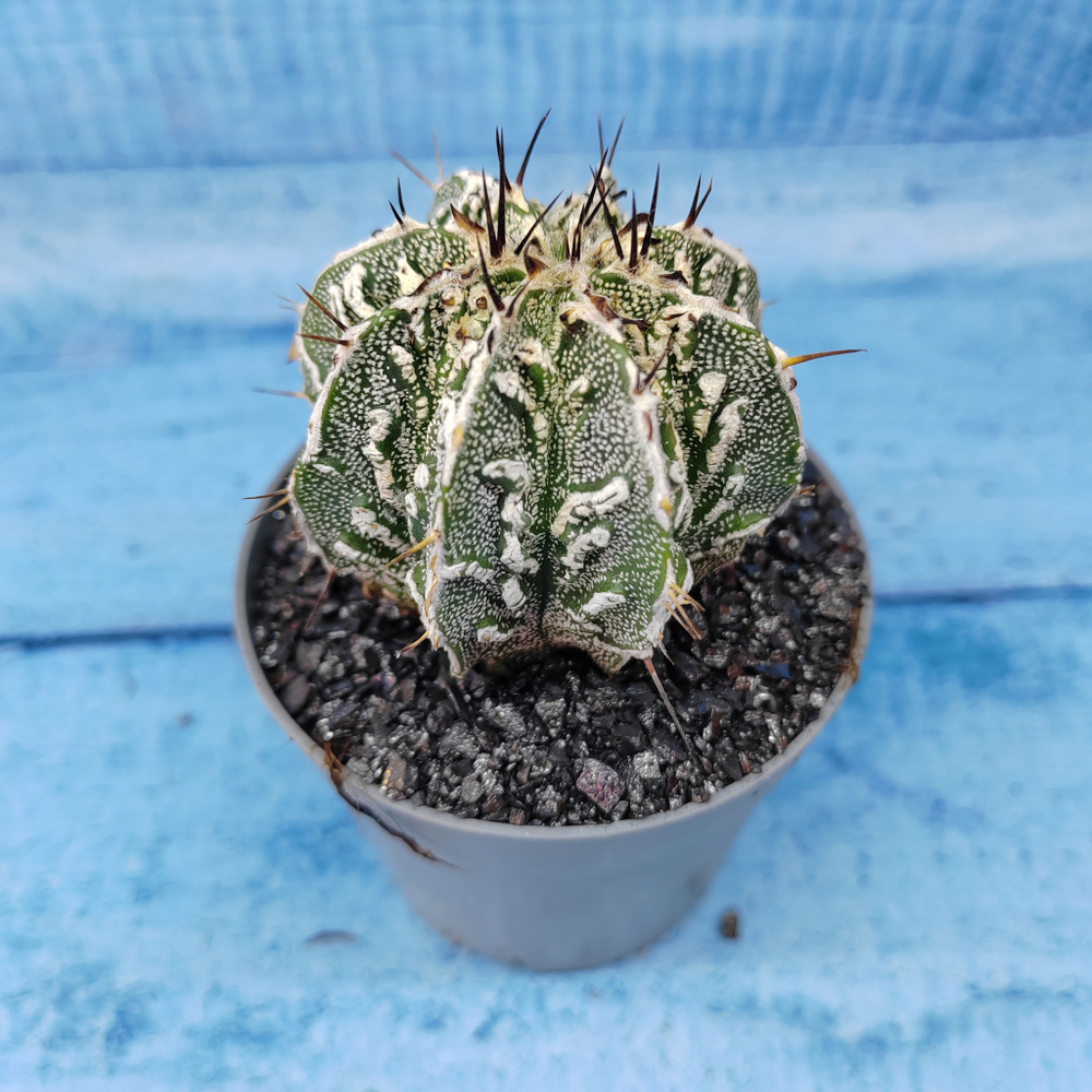 Astrophytum Myriostigma cv. Fukuryu (Астрофитум)