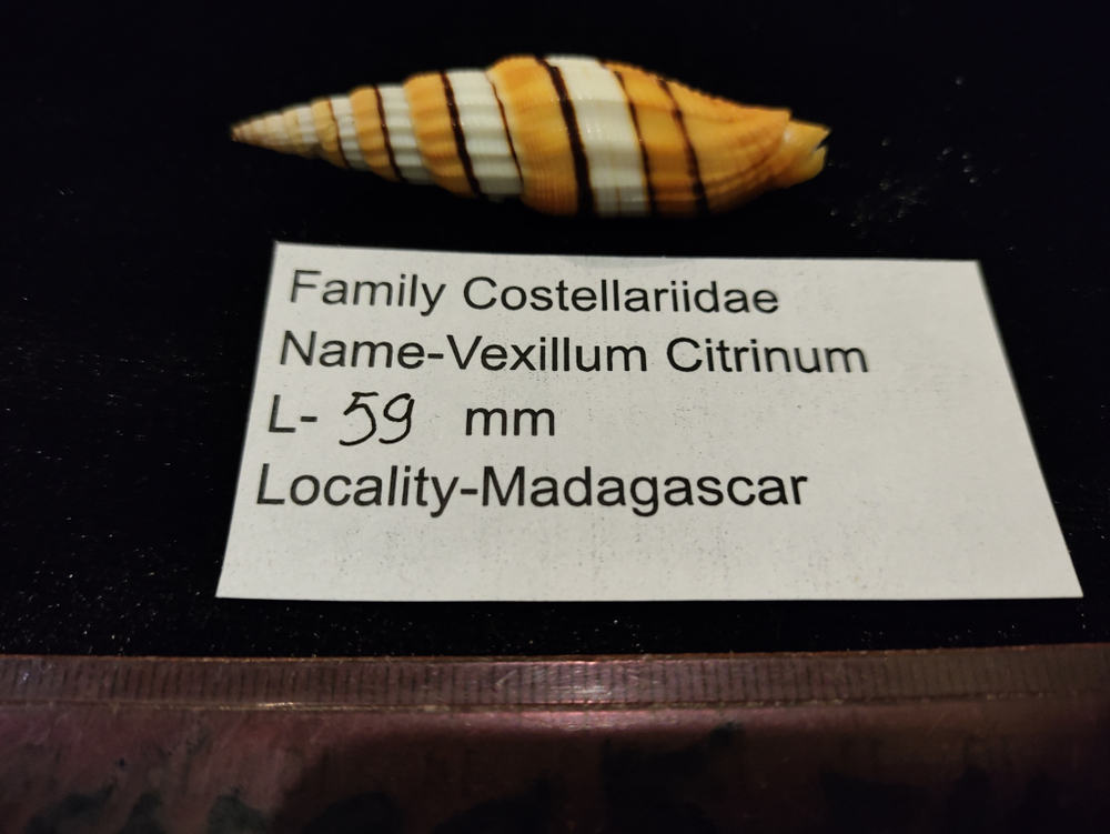 Вексиллюм Цитринум