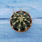 Gymnocalycium Friedrichii (Гимнокалициум)