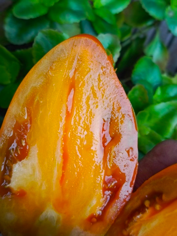 Огненный гребень охра (Cresta di Fuoko ochre) сорт томата