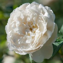 Уильям И Кетрин (William And Catherine)