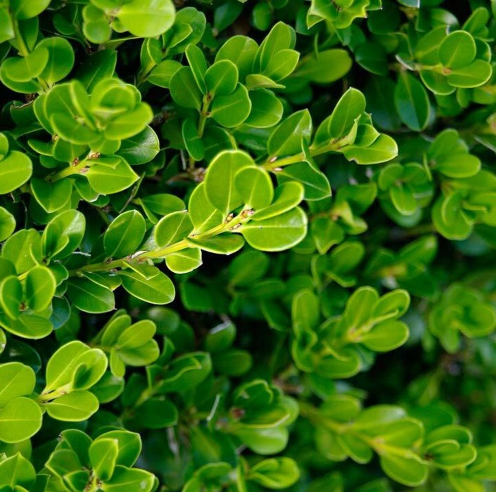 Самшит вечнозелёный