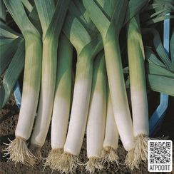Ланцелот семена лука порей (Bejo / Бейо)