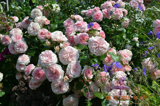 Роза Мария-Терезия С7 Закупка М57 июнь 2026